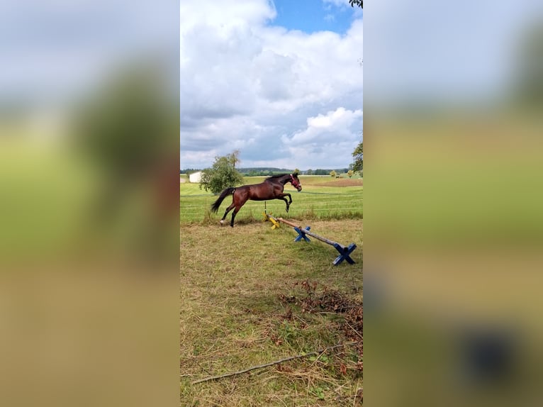 German Trotter Mare 9 years 15,1 hh Brown in Dinkelsbühl