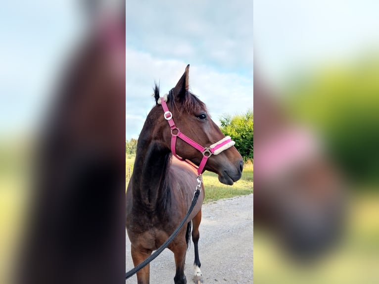 German Trotter Mare 9 years 15,1 hh Brown in Dinkelsbühl