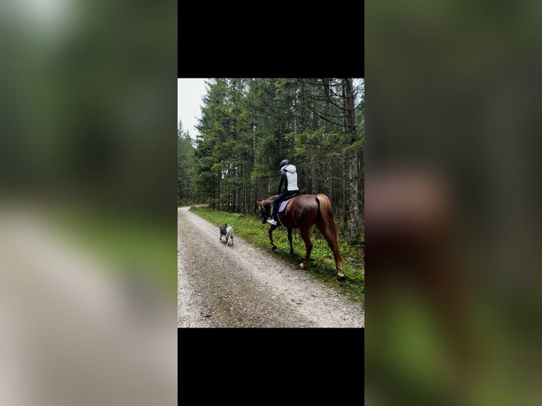 German Trotter Mix Mare 9 years 15,2 hh Chestnut-Red in Ebensee