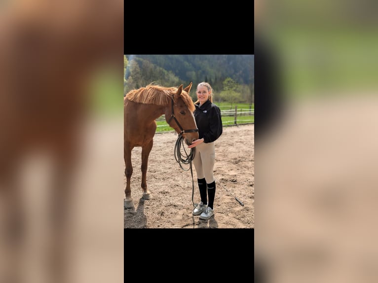 German Trotter Mix Mare 9 years 15,2 hh Chestnut-Red in Ebensee