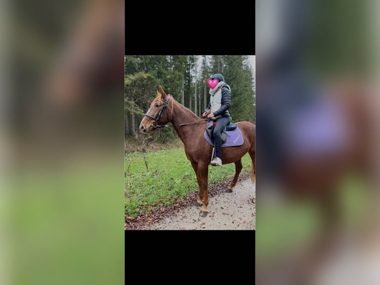 German Trotter Mix Mare 9 years 15,2 hh Chestnut-Red in Ebensee