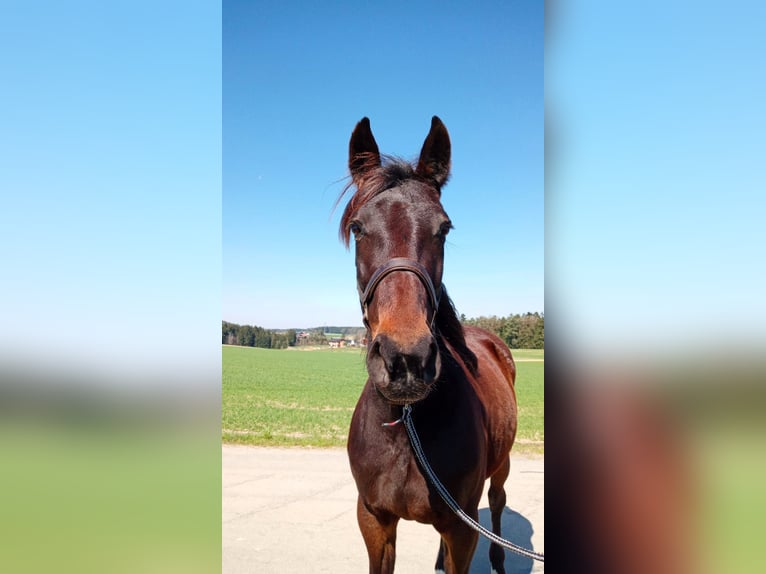 German Trotter Mare 9 years 16 hh Bay-Dark in Dietersburg