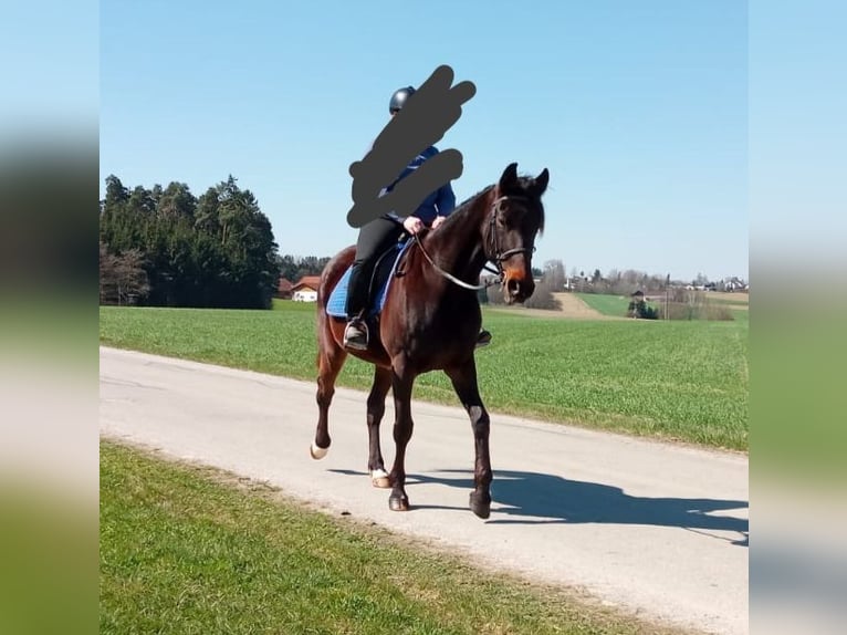 German Trotter Mare 9 years 16 hh Bay-Dark in Dietersburg