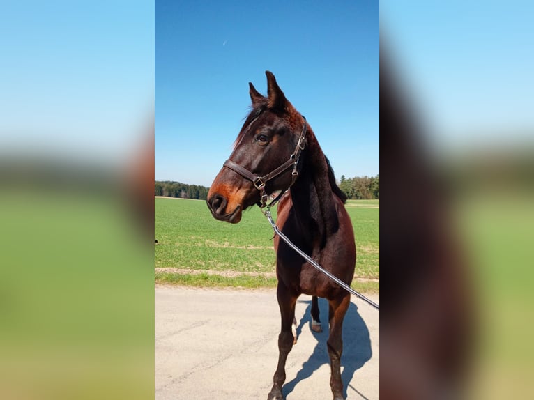 German Trotter Mare 9 years 16 hh Bay-Dark in Dietersburg