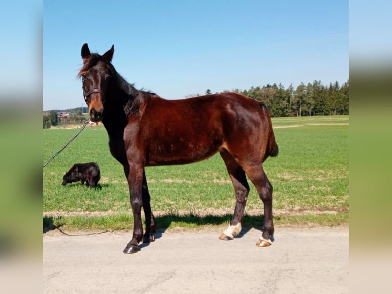 German Trotter Mare 9 years 16 hh Bay-Dark in Dietersburg