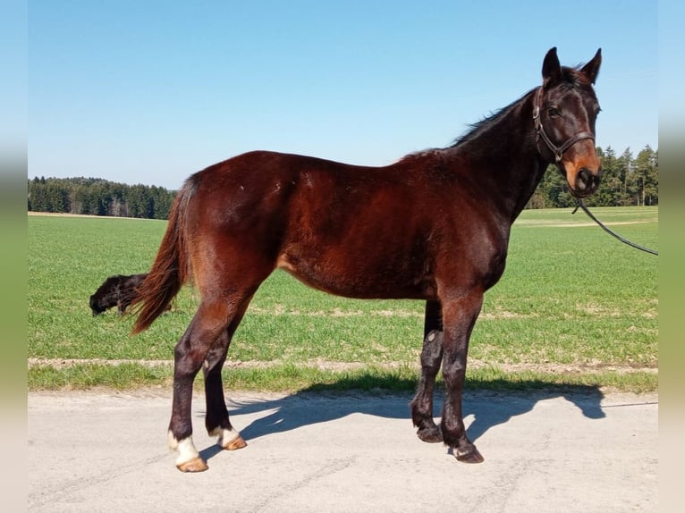 German Trotter Mare 9 years 16 hh Bay-Dark in Dietersburg