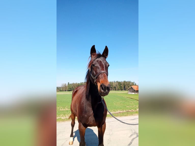 German Trotter Mare 9 years 16 hh Bay-Dark in Dietersburg