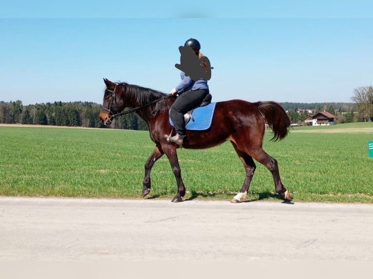 German Trotter Mare 9 years 16 hh Bay-Dark in Dietersburg