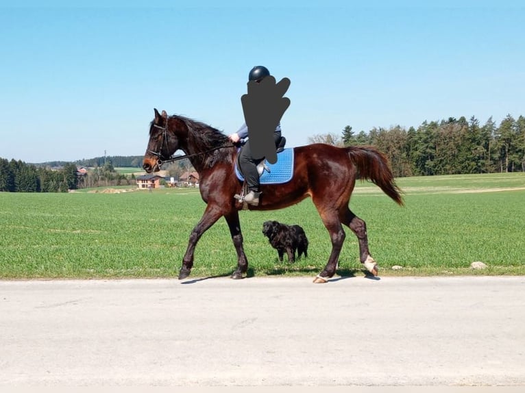 German Trotter Mare 9 years 16 hh Bay-Dark in Dietersburg