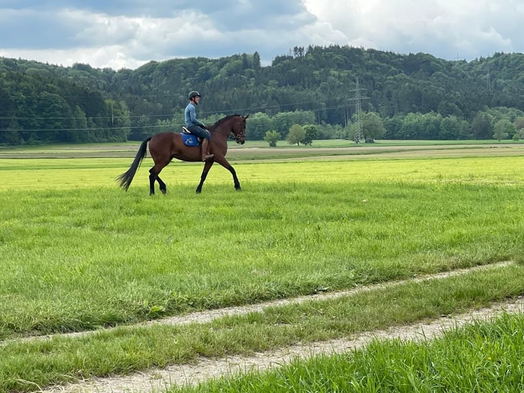 German Trotter Mare 9 years 16,1 hh Brown in Bruckm&#xFC;hl