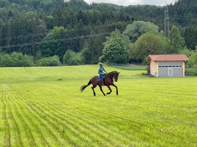 German Trotter Mare 9 years 16,1 hh Brown in Bruckm&#xFC;hl