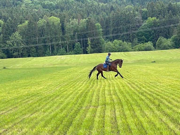 German Trotter Mare 9 years 16,1 hh Brown in Bruckm&#xFC;hl