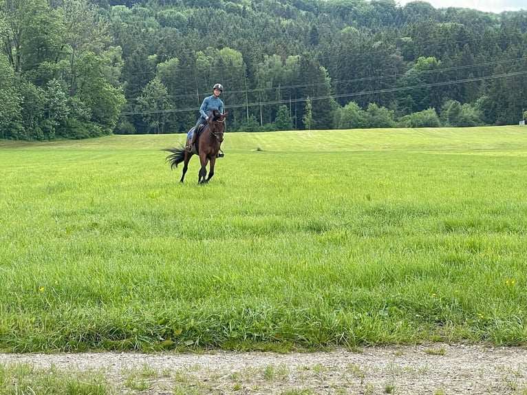 German Trotter Mare 9 years 16,1 hh Brown in Bruckm&#xFC;hl