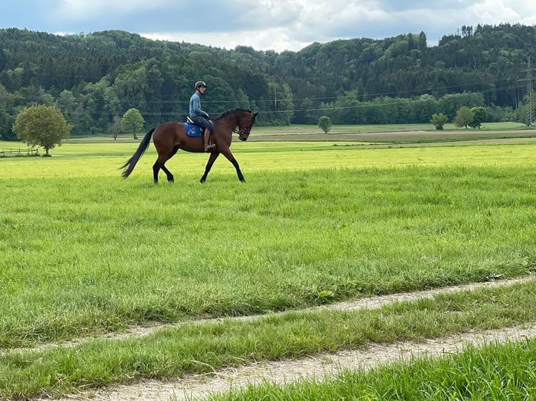 German Trotter Mare 9 years 16,1 hh Brown in Bruckm&#xFC;hl