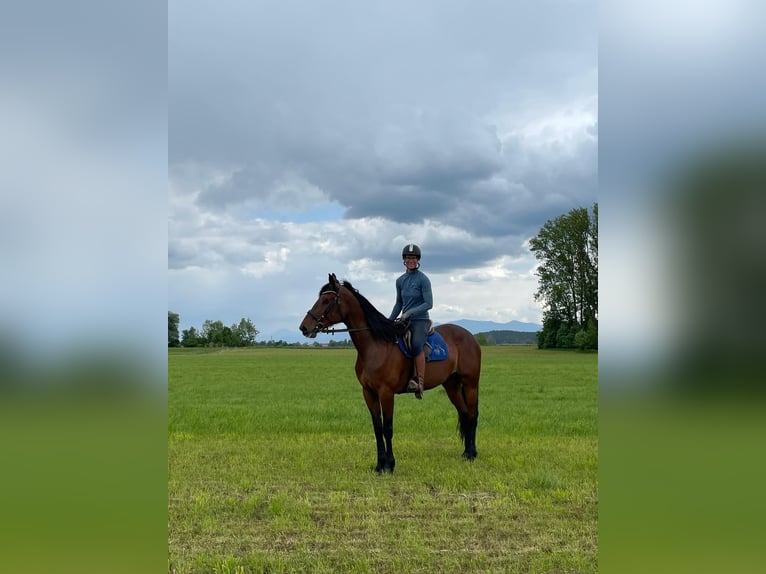 German Trotter Mare 9 years 16,1 hh Brown in Bruckm&#xFC;hl