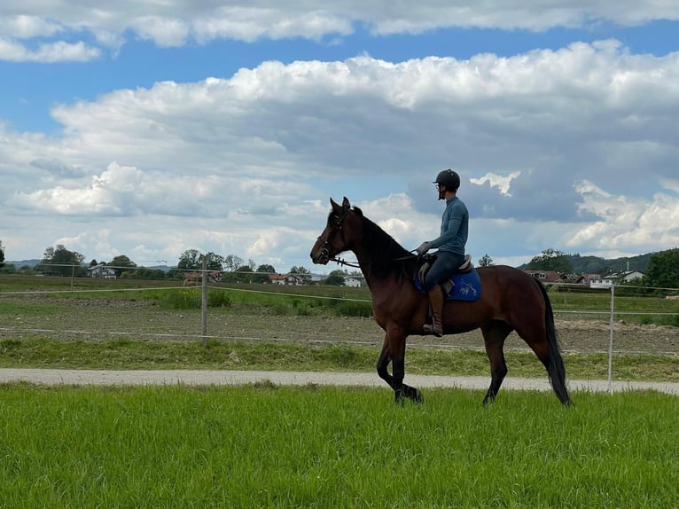 German Trotter Mare 9 years 16,1 hh Brown in Bruckm&#xFC;hl