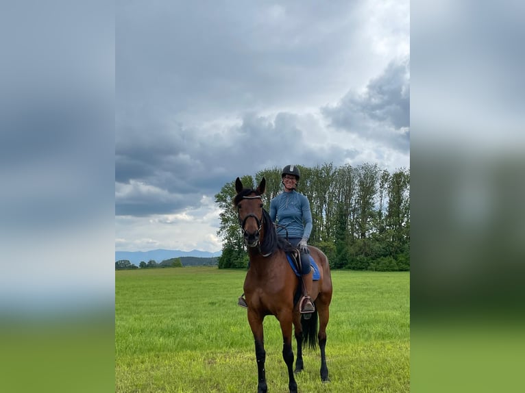 German Trotter Mare 9 years 16,1 hh Brown in Bruckm&#xFC;hl