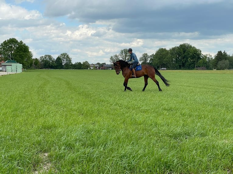 German Trotter Mare 9 years 16,1 hh Brown in Bruckm&#xFC;hl