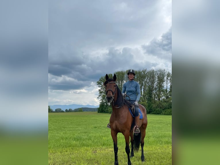 German Trotter Mare 9 years 16,1 hh Brown in Bruckm&#xFC;hl