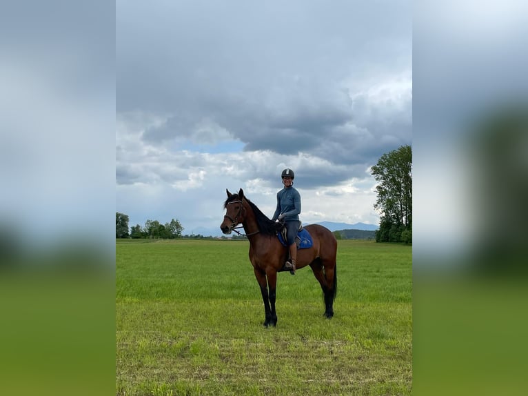 German Trotter Mare 9 years 16,1 hh Brown in Bruckm&#xFC;hl
