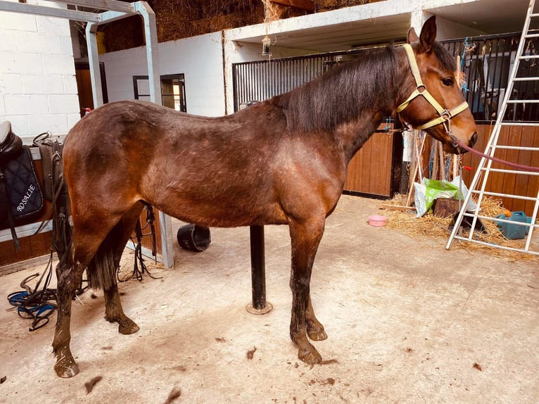German Trotter Stallion 2 years 16 hh Brown in Klerken