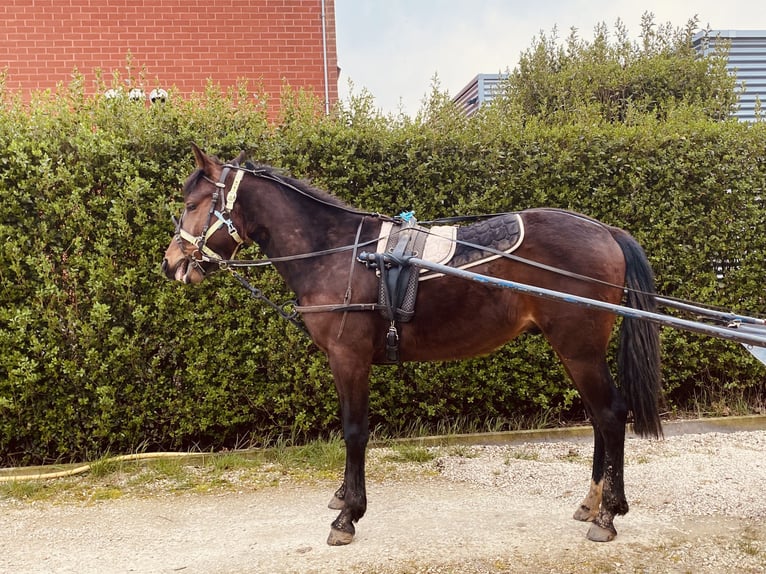 German Trotter Stallion 2 years 16 hh Brown in Klerken