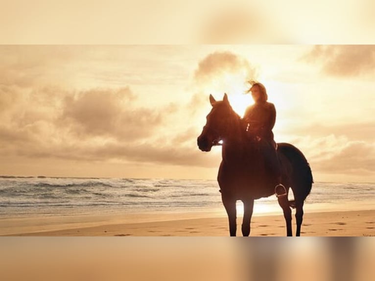 Gesucht Reitunterricht & Reitbeteiligung Gesucht Reitunterricht & Reitbeteiligung