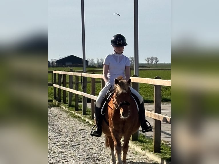Gezocht: Leasepony (D / kleine E) voor ervaren amazone (11 jaar)