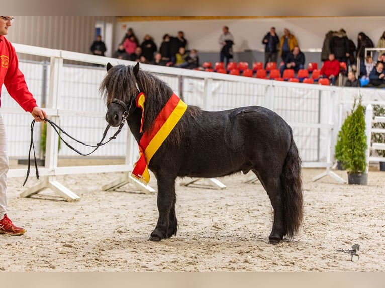 Gideon aus Eggeloge WE Shetland Ponys Hengst in WiefelstedeWiefelstede