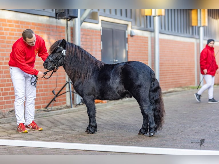 Gideon aus Eggeloge WE Shetland Ponys Hengst in WiefelstedeWiefelstede