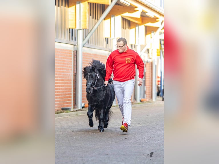 Gideon aus Eggeloge WE Shetland Ponys Hengst in WiefelstedeWiefelstede