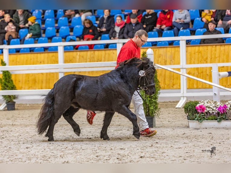 Gideon aus Eggeloge WE Shetland Ponys Hengst in WiefelstedeWiefelstede