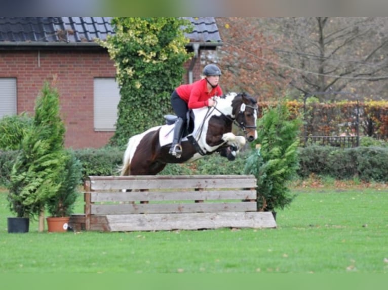 GIMONDO Lewitzer Stallion Pinto in Springhoe