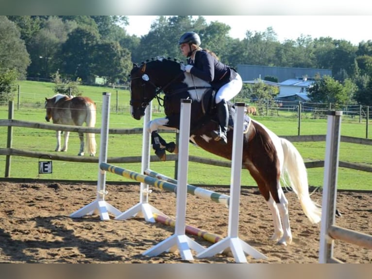 GIMONDO Lewitzer Stallion Pinto in Springhoe