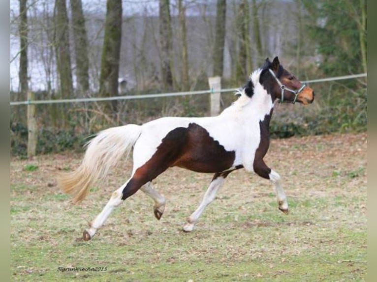 GIMONDO Lewitzer Stallone Pezzato in Springhoe