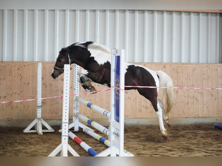 GIMONDO Lewitzer Stallone Pezzato in Springhoe