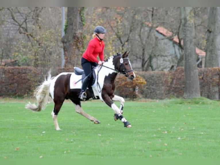 GIMONDO Lewitzer Stallone Pezzato in Springhoe