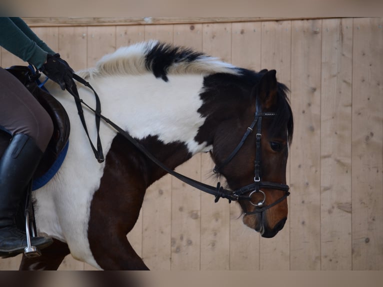 GIMONDO Lewitzer Stallone Pezzato in Springhoe