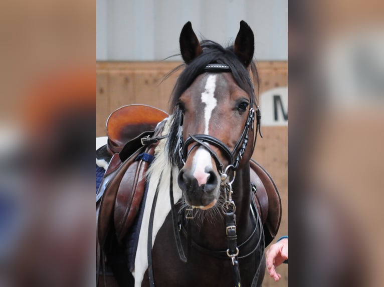 GIMONDO Lewitzer Stallone Pezzato in Springhoe