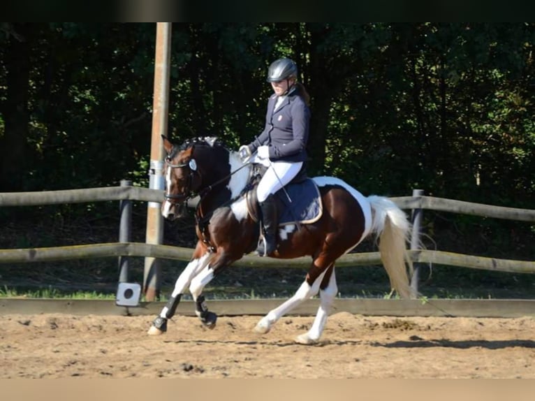 GIMONDO Lewitzer Stallone Pezzato in Springhoe