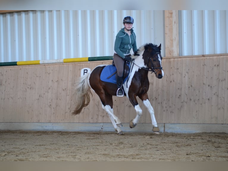 GIMONDO Lewitzer Stallone Pezzato in Springhoe