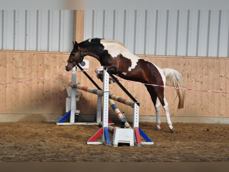 GIMONDO Lewitzer Stallone Pezzato in Springhoe