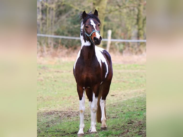 GIMONDO Lewitzer Stallone Pezzato in Springhoe