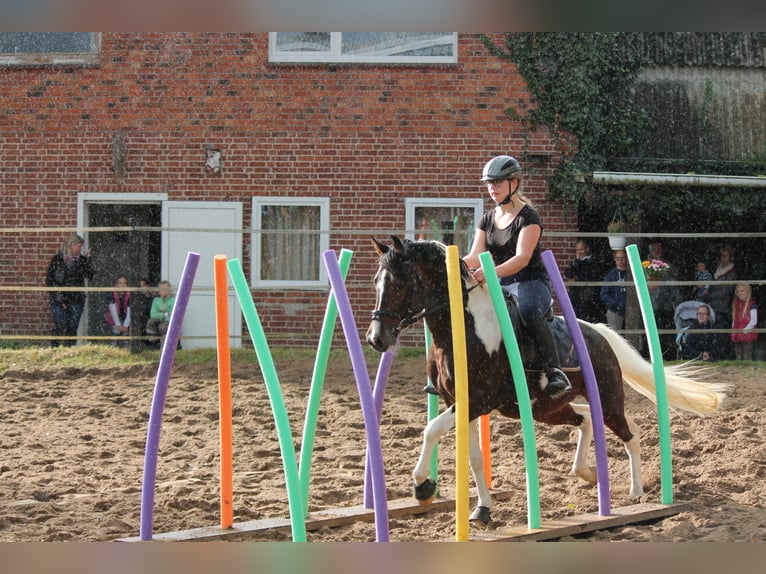 GIMONDO Lewitzer Stallone Pezzato in Springhoe