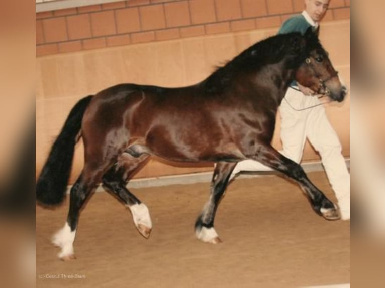 GLEBEDALE CHIT-CHAT Welsh C (of Cob Type) Stallion Brown in Meerbusch