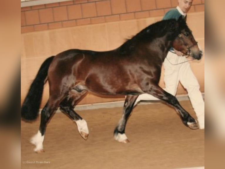 GLEBEDALE CHIT-CHAT Welsh-C Hengst Bruin in Meerbusch