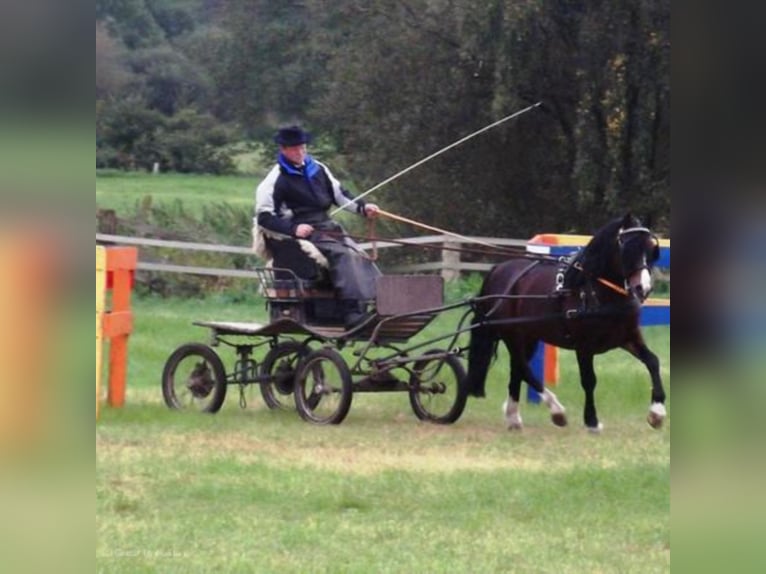 GLEBEDALE CHIT-CHAT Welsh-C Hengst Bruin in Meerbusch