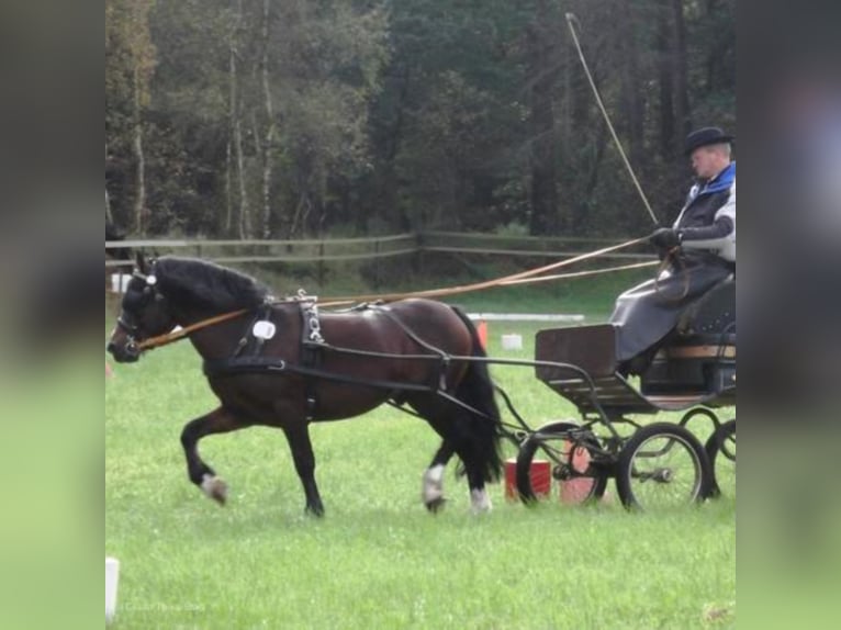 GLEBEDALE CHIT-CHAT Welsh C (of Cob Type) Stallion Brown in Meerbusch
