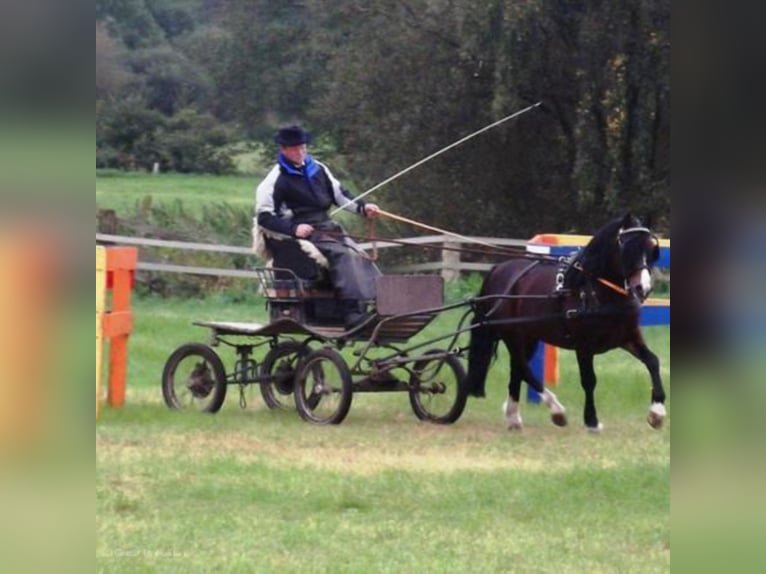 GLEBEDALE CHIT-CHAT Welsh C (of Cob Type) Stallion Brown in Meerbusch