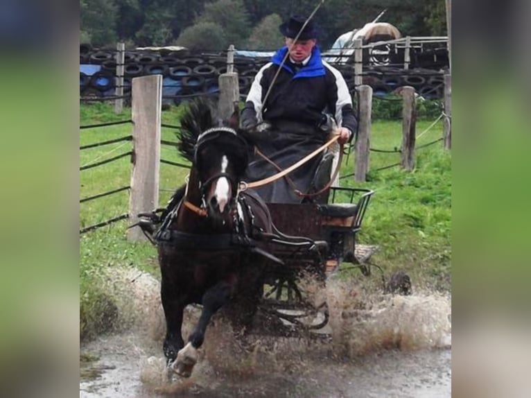 GLEBEDALE CHIT-CHAT Welsh C (of Cob Type) Stallion Brown in Meerbusch